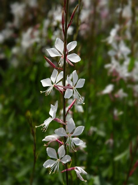 Oenothera lindheimeri (Lindheimer's Beeblossom) | World of