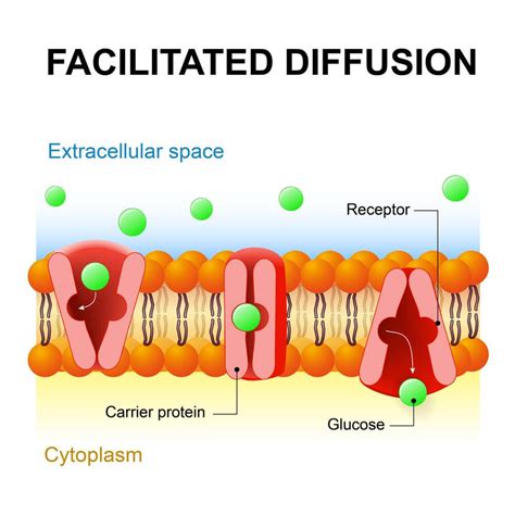 types  diffusion  examples   cell transport biology