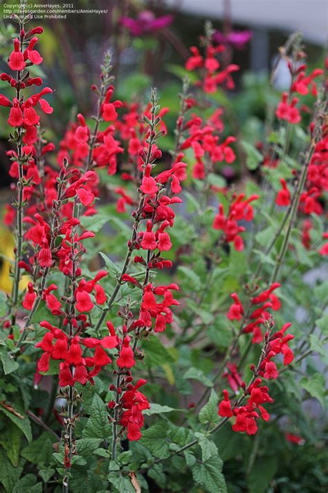 plantfiles pictures salvia species darcys sage fiery sage galeana red sage red mountain