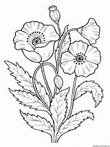 Coloring Pages Flowers Poppy Print Flores Dibujos sketch template