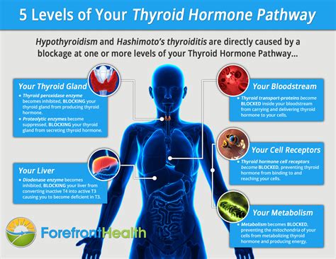 foods  hypothyroidism  foods   secretly save  thyroid