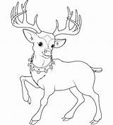 Rudolf Coloring Deer Reindeer Vector Cute Cartoon Mule Drawing Pages Royalty Skull Rensdyr Drawings Getdrawings Vectorstock Stock Printable Dazdraperma Getcolorings sketch template