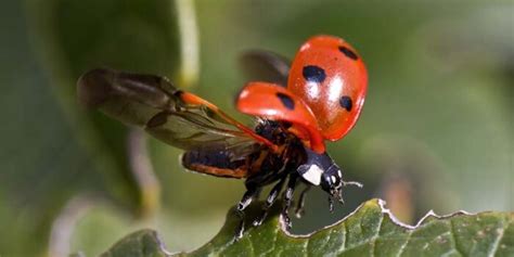 top  benefits  insects  humans depth world