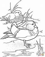 Coloring Mandarin Duck Wood Ducks Pages Duke Drawings Designlooter Click 85kb 1021 sketch template