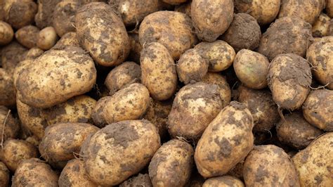 audio die kartoffel wird  suedamerika entdeckt   wdr
