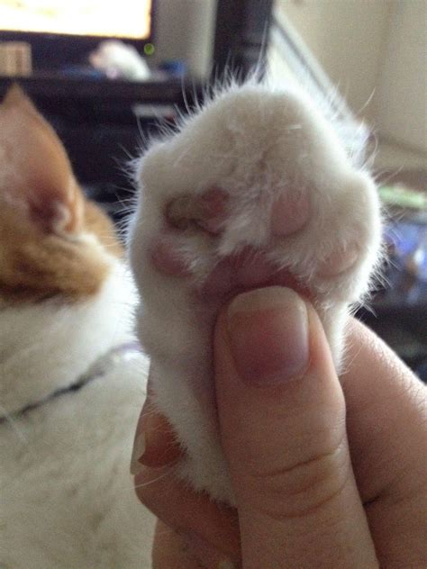 cats paw  morning     paw pad