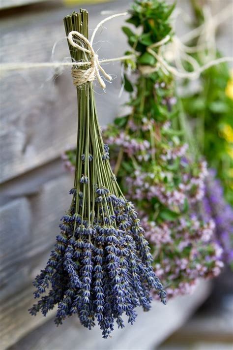 Butterfly S World Growing Lavender Hanging Dried