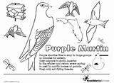 Coloring Stewardship Pages Sheets Purple Template Martins sketch template