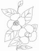 Camellia Flowers Coloring Small sketch template