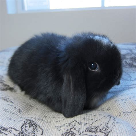 baby black bunny