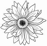 Flower Drawing Coloring Pages Aster African Tattoo Violet Blooming Flowers Color Stencil Tattoos September Sunflower Drawings Daisy Colouring Easy Getdrawings sketch template