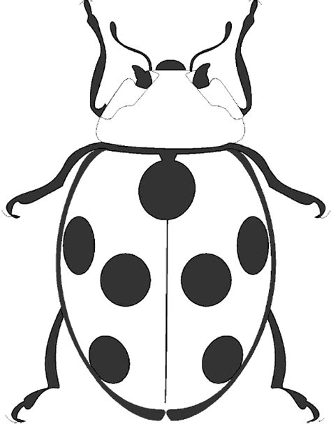 ultimate bug pictures clipart posters
