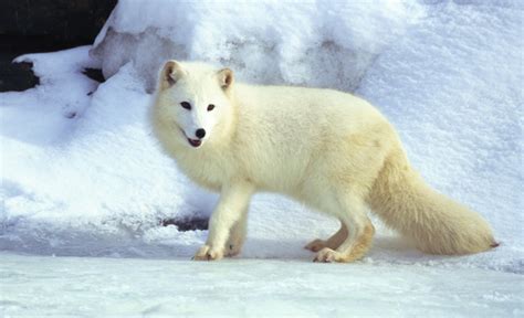 gallery  polar region animals