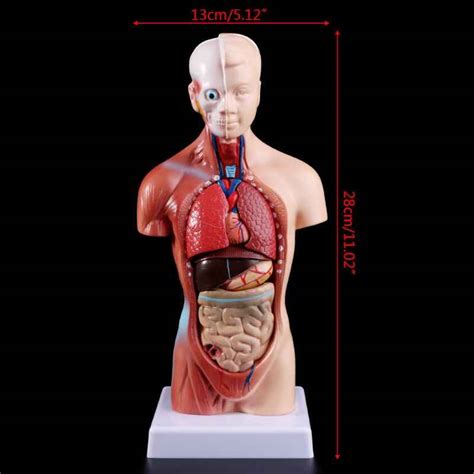 torso humano cuerpo modelo de anatomía anatómico médico los órganos