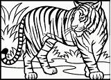 Tiger Coloring Tigers Bengal Getdrawings Letscolorit sketch template