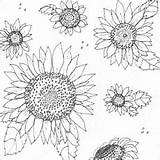 Sunflower Skiptomylou Printable Lou sketch template