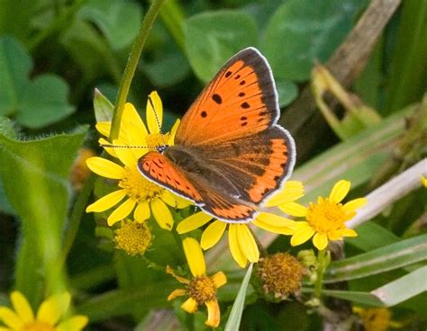 Large Copper Lycaena Dispar Butterflies Naturegate