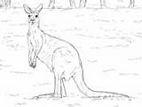 Kangaroo Grey Coloring Western Eastern Young sketch template