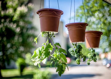 upside  tomato planters  home gardeners minneopa