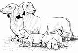 Coloring Dog Pages Realistic Puppy Printable Sausage Animals Print Dachshund Colouring Dogs Family Colour Color Puppies Drawing Weiner Big Size sketch template