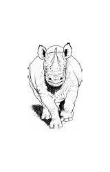 Rhino Coloring Pages Rhinoceros sketch template