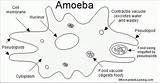 Amoeba Organism Protists Unicellular Cibeles Ese Desconocido Gran Neuronas sketch template