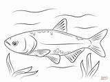 Carp Coloring Pages Bighead Koi Para Carpa Fish Printable Colorear Dibujo Drawing Dibujos Drawings Color Cabezona Fishing sketch template