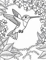Coloring Hummingbird Flowers Hummingbirds Printable Bird Sheet Framed Birds Throated Drawings Humming sketch template