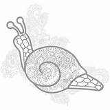 Malvorlagen Zentangle Vektoren Stylized Snail Stilisiert Erwachsene Schnecke sketch template