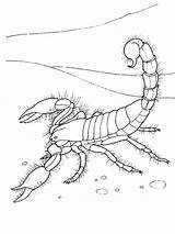 Coloring Scorpion Pages Printable Kids Bestcoloringpagesforkids sketch template