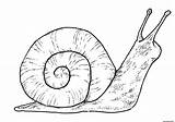 Coloriage Escargot Qui Respire Espece Vicinus Terrestre sketch template