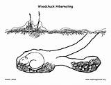 Hibernating Woodchuck Winter Den Animal Coloring Adaptations Adaptation Mural Survival Support Sponsors Wonderful Please sketch template