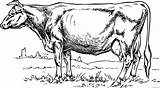 Krava Cattle Sapi Calf Holstein Friesian Coloring4free Pobarvanka Mewarnai Openclipart Clker Vacas Toros B001 Bueyes بقره صوره 49kb Donate 4vector sketch template