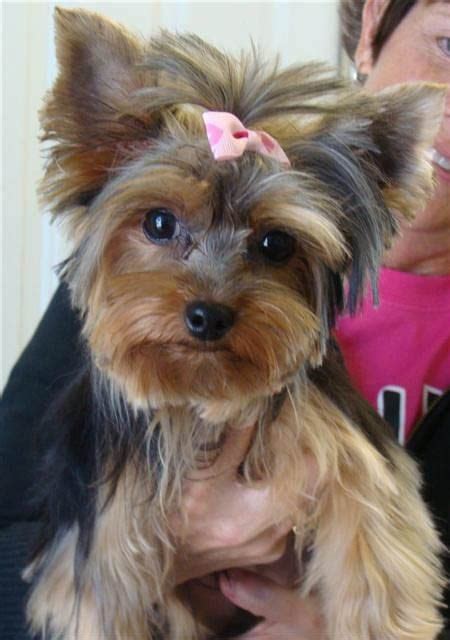 yorkie haircuts pictures coolest yorkshire terrier haircuts