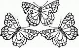 Coloring Butterfly Pages Cute Adults Popular sketch template