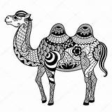 Camel Coloring Zentangle Stock Illustration Decorations Adult Book Other Vector Gmail Depositphotos sketch template