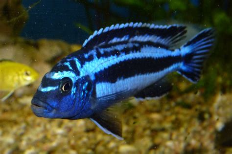 Could Anyone Tell Me What Kind Of Cichlid Is This Aquariums