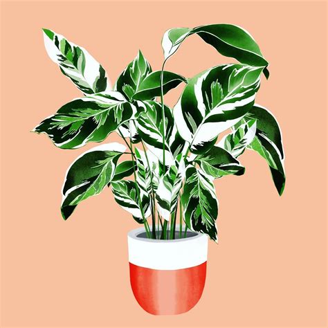 Calathea White Fusion 💚 I Have To Admit That I Have Never Seen That