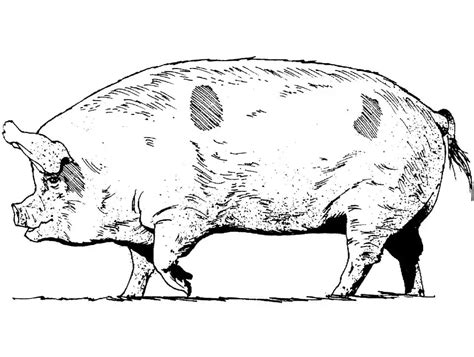 realistic pig coloring pages coloring cool