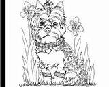 Yorkie Coloring Book Physical Volume sketch template
