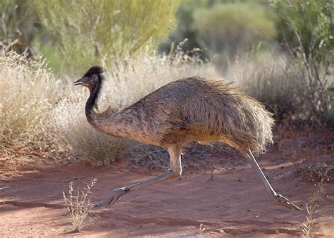 amazing emu facts