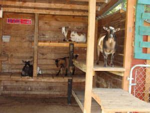 registered nigerian dwarf goats goat shed goat shelter