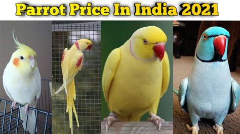 parrot price  india  covid  effect  parrot price youtube