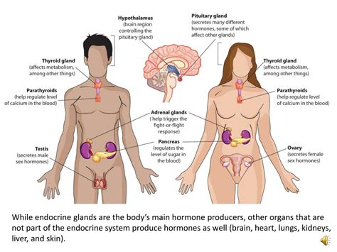 Ppt Endocrine Reproductive System Powerpoint