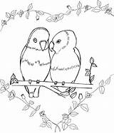 Birds Bird Coloring Pages Colouring Getdrawings Drawing Lovebirds sketch template