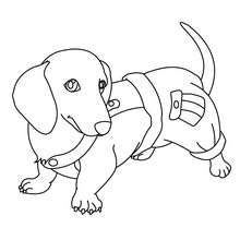 maltese dog coloring pages coloring pages