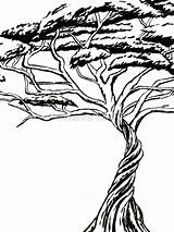 Tree African Getdrawings Drawing Bonsai sketch template