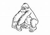 Gorilla Gorila Gorille Coloriage Malvorlage Kleurplaat Gorilas Evil Monos Orangutanes Ausmalbild Fiabe Stampare Ausmalbilder Affenkopf Schulbilder Große Herunterladen Téléchargez Scarica sketch template