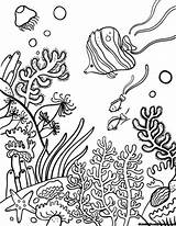 Reef Corail Barrier Coloriage Biopedia Arrecife Corales Terrestres Arrecifes Dibujar Biomas Habitats Acuaticos Mandala Algas Marinas Fische Zeichnen Coloriages Ausmalbilder sketch template