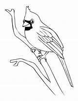 Sketsa Burung Gambar Hantu Garuda Merak Elang Diposting sketch template